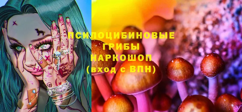 Псилоцибиновые грибы Psilocybe Барнаул